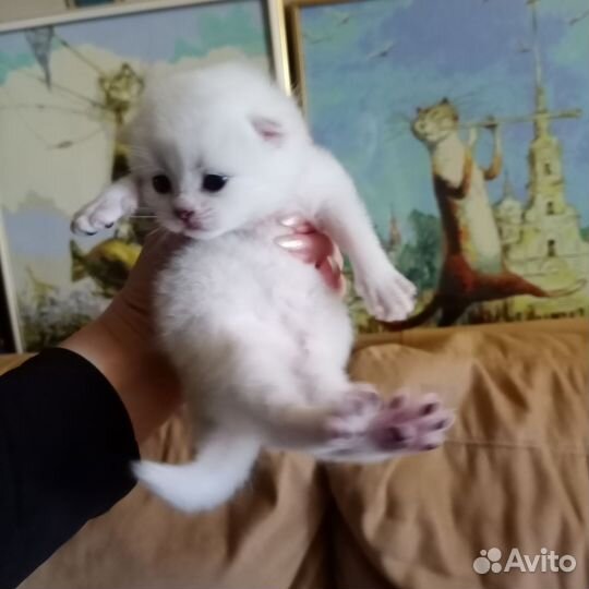 Британские котята