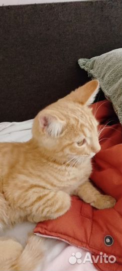Рыжий котенок