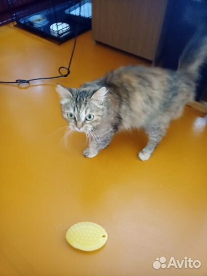 Дези- это кошка