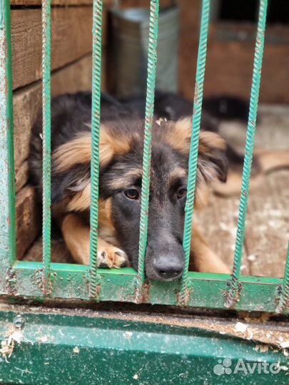 Очаровательный Шкипер ищет семью