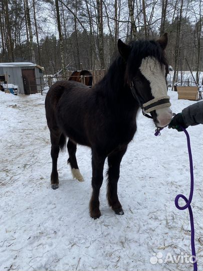 Жеребчик кросс-тинкера