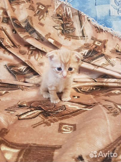 Котята в добрые руки бесплатно кот и девочка