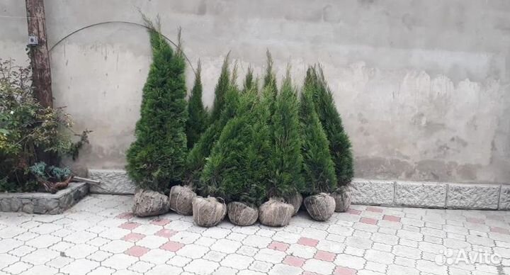 Туя Смарагд