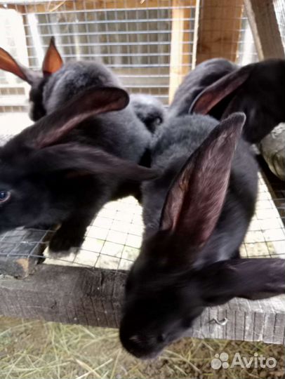 Кролик фландер, белый Паннон и Хиколь самцы