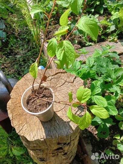 Лимонник китайский