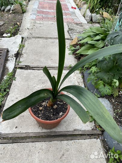 Кливия оранжевая