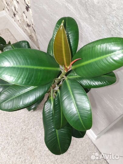 Фикус Эластика Мелани 140см IKEA горшок