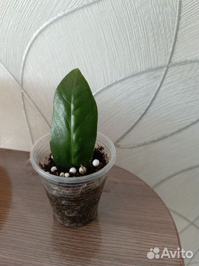 Замиокулькас