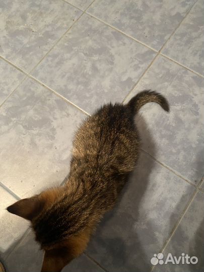 Котёнок