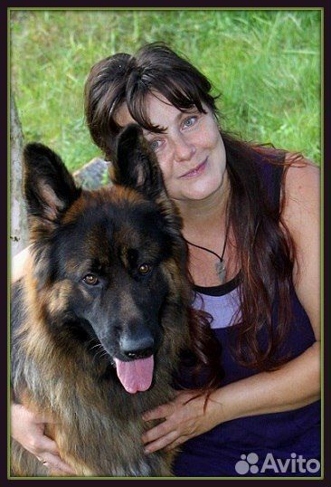 Передержка собак