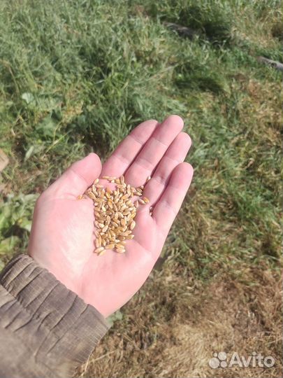 Пшеница твердая