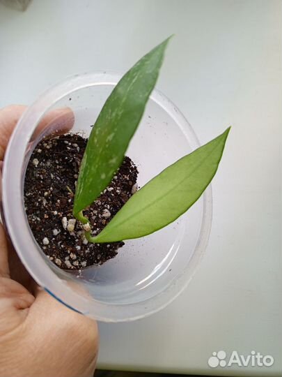 Хойя Грацилисс