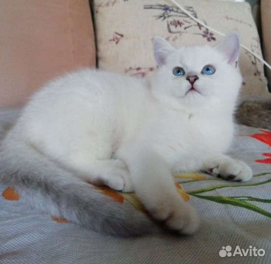 Котята шотландские