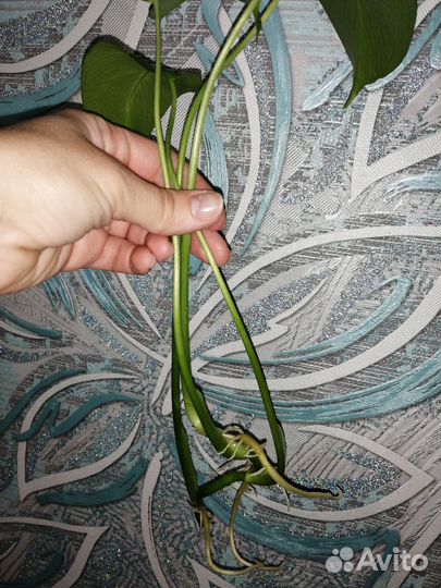 Монстера, Сциндапсус