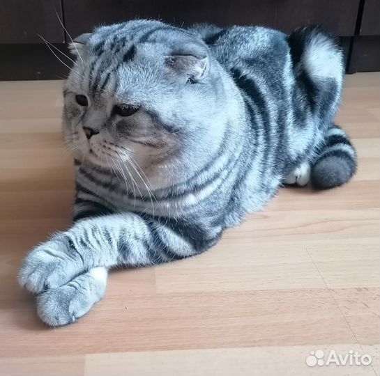 Шотландский кот вязка