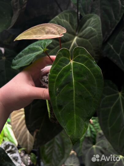 Anthurium Papillilaminum Fort Sherman x Papi var