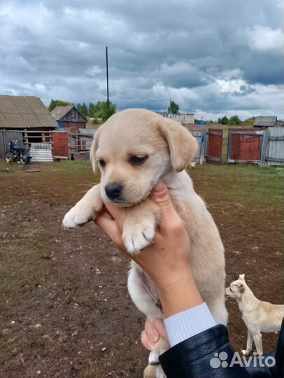 Щенята в добрые руки