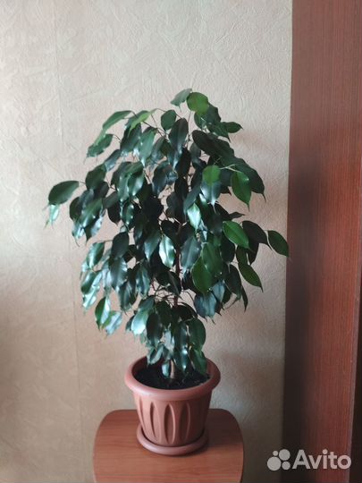 Фикус Бенджамин 90 см
