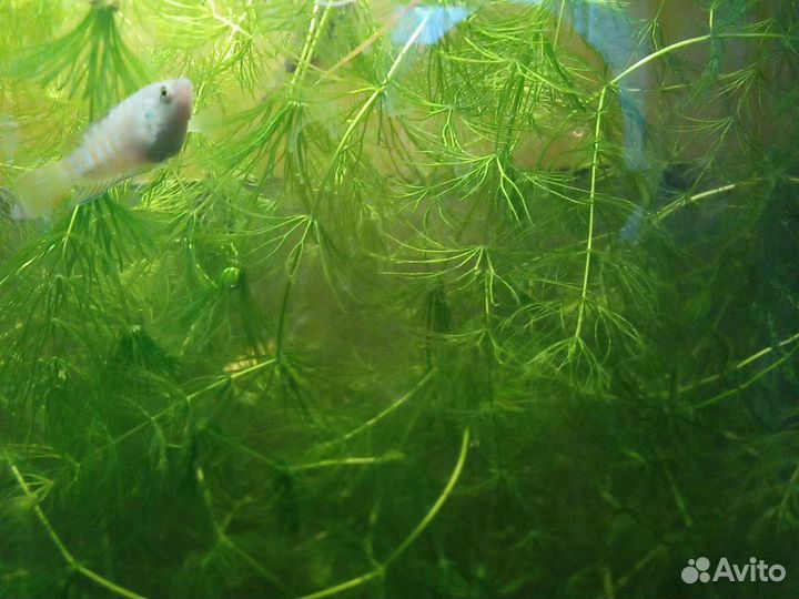 Аквариумное растение