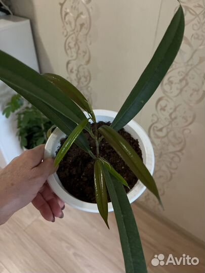 Комнатные цветы