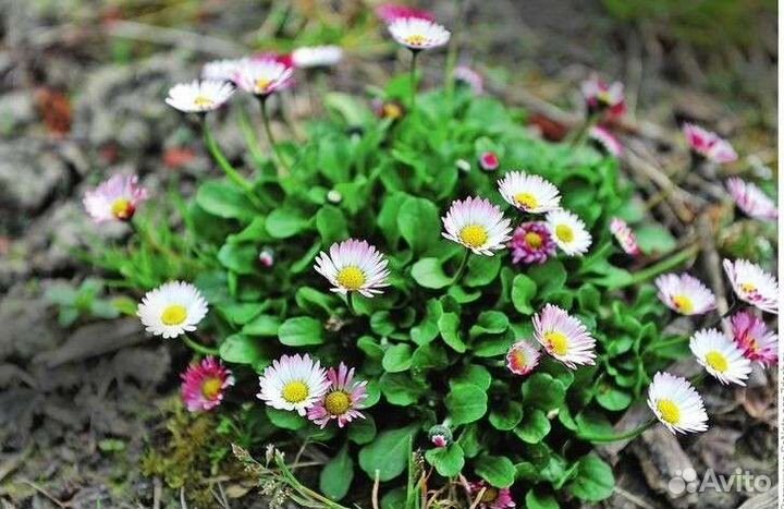 Маргаритки рассада