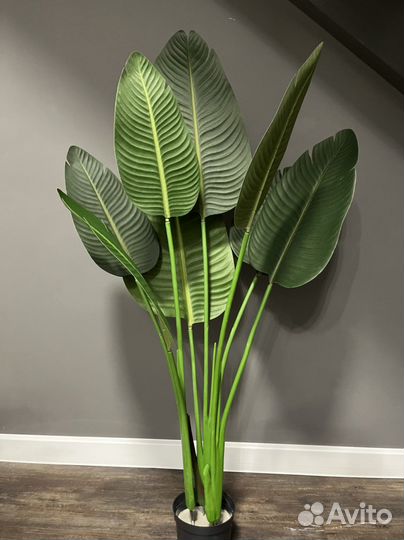 Стрелиция искусственная