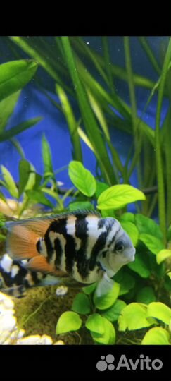 Сапфировый попугай