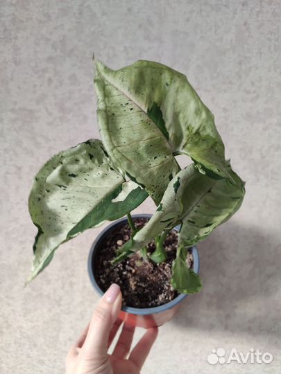 Сингониум Серый призрак Милк Конфетти Три Короля