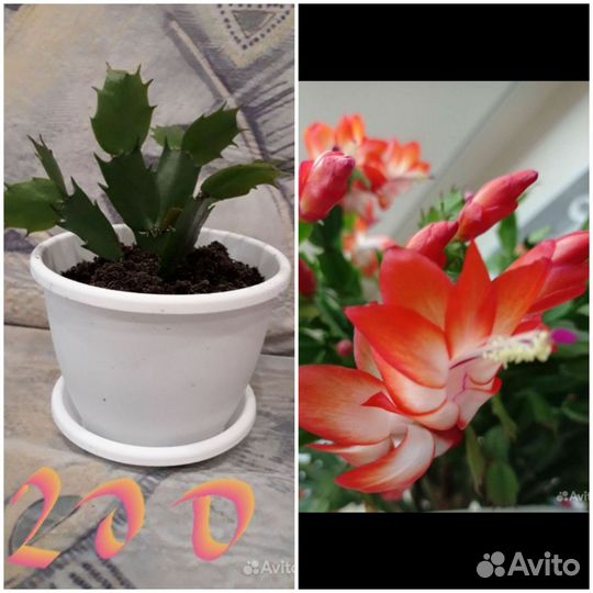 Комнатные растения