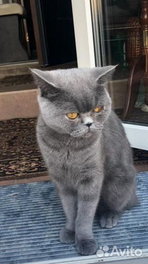 Британские котята