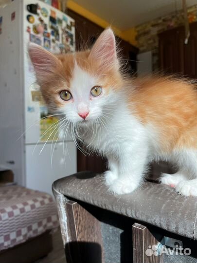 Отдам в добрые руки