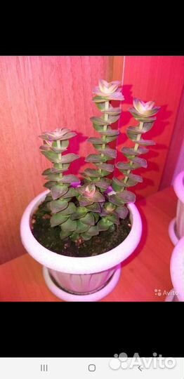 Крассулы/Алоэ/Суккуленты