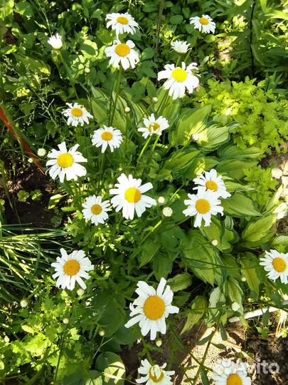 Рассада многолетних цветов, Хоста, пионов, монарда