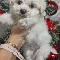 Мальтийская болонка, щенок