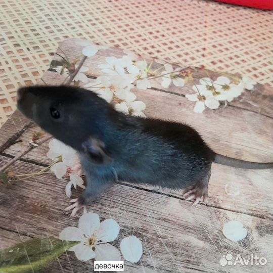 Декоративная крыса дамбо