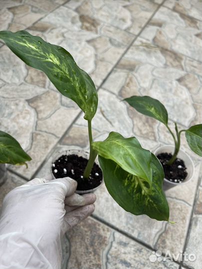 Комнатные растения