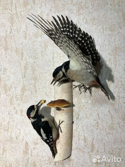 Чучело пара большой пестрый дятел