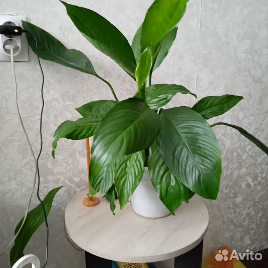 Бенджамина