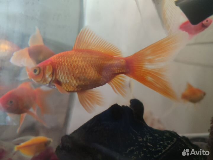 Аквариумные рыбки золотые,скалярии