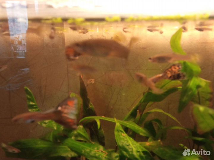 Рыбки гуппи