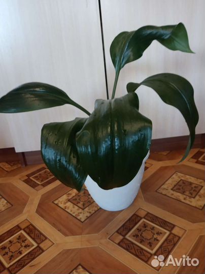 Лилия эухарис