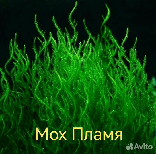 Аквариумный мох, фильтр USB, песчаник 3 камня