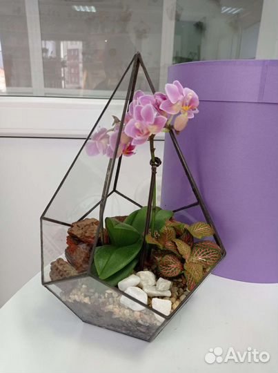 Флорариум с орхидеями