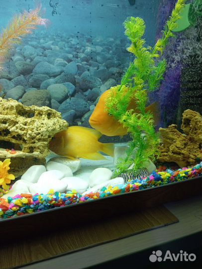 Рыбки Цитрон