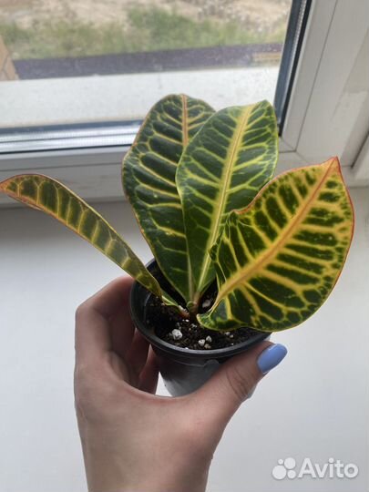 Комнатные растения цветы