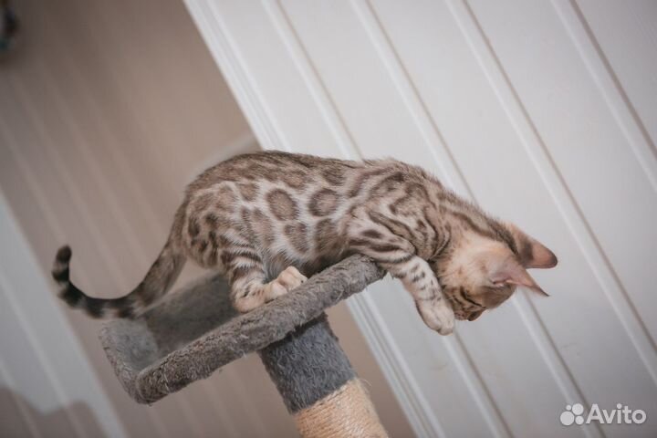 Снежные бенгальские котята