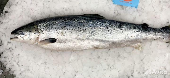 Семга свежемороженая
