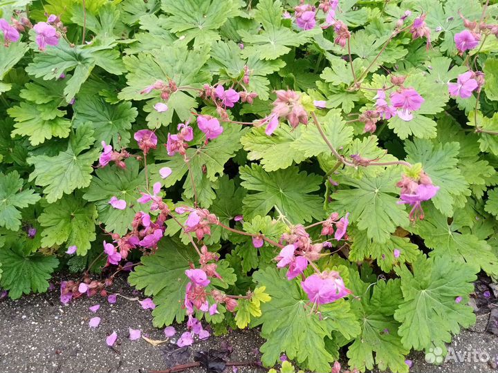 Герань садовая