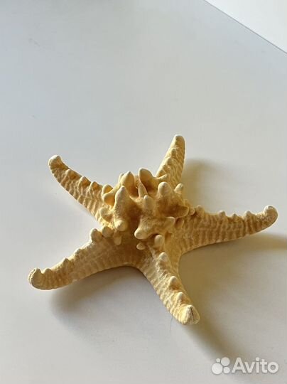 Морские ракушки и кораллы