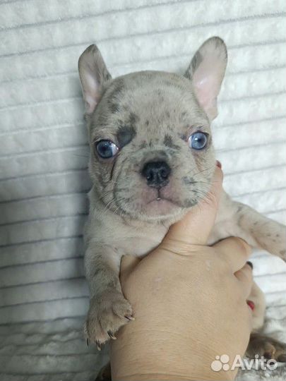 Французский бульдог лиловый мрамор